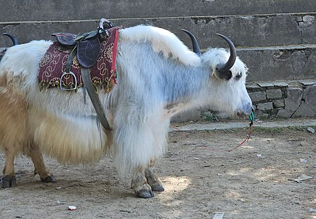 Ganesh Mohan T, CC BY-SA 4.0, via Wikimedia Commons